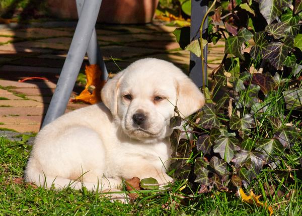 Lucy mit fünf Wochen